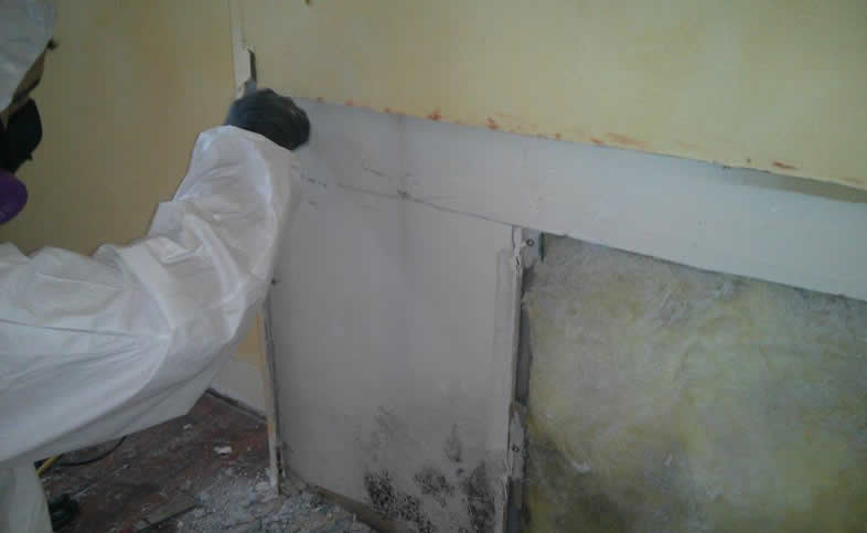 Removing Mouldy Drywall Image